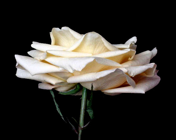 Double-click anywhere to close the window.