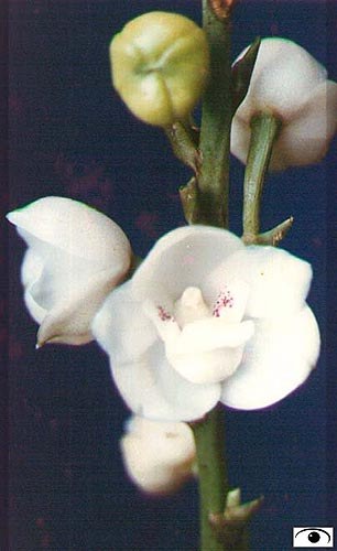 Flower of the Holy Spirit