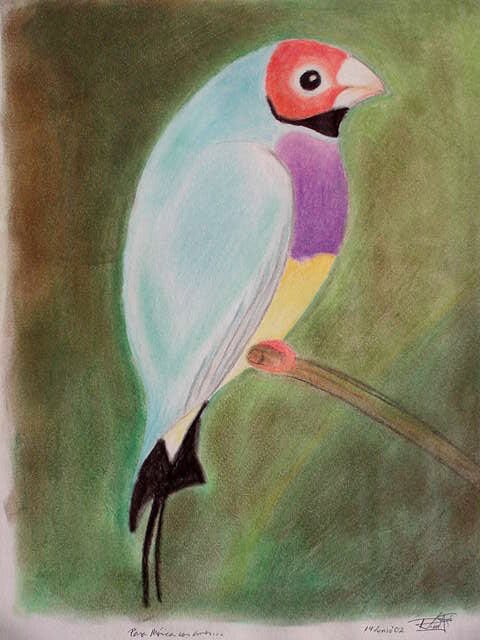 Gouldian Fringo